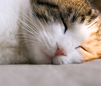 猫流感家庭疗法